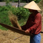 Travail du riz en pleine saison de récolte