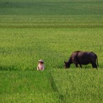 Chapeau conique + buffle + rizière = Vietnam