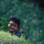 Partie de cache-cache dans les rizières