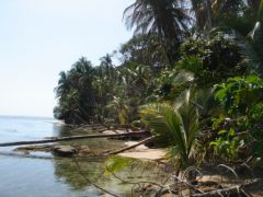 Cahuita - Parc National