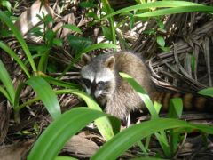 Cahuita - Raton Laveur