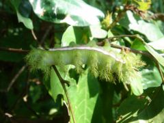 Manual Antonio - Parc National