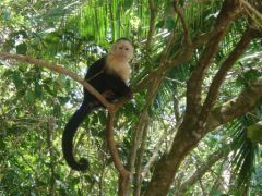 Manual Antonio - Singes