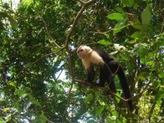 Manual Antonio - Singes