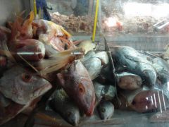 San José - Poissonerie