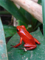 Puerto Viejo de Talamanca - Jardin Botanique