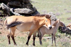 Les mythiques chevaux de Przewalski